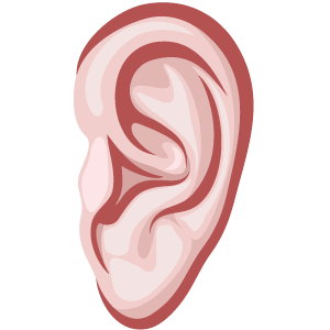 Ear Transparent PNG Image