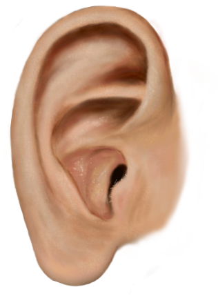 Ear Transparent PNG Image