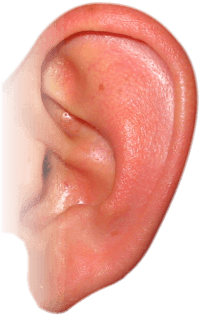 Ear Transparent PNG Image