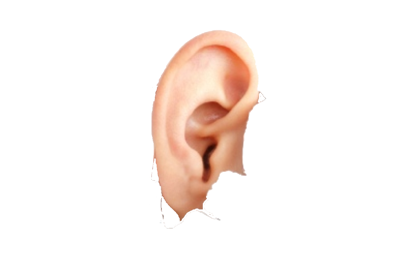 Ear Transparent PNG Image