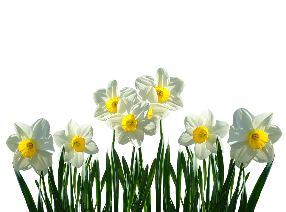 Flower Easter Transparent PNG Image