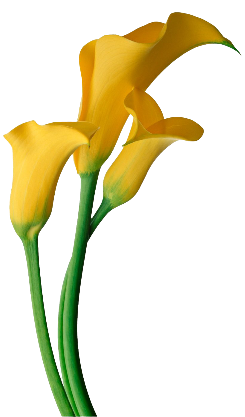 Flower Easter Transparent PNG Image