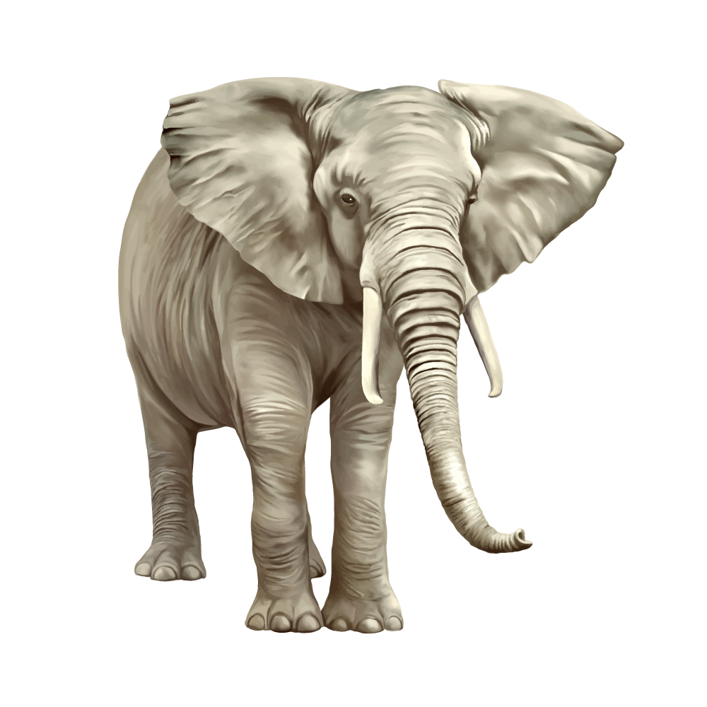 Vector Elephant African Transparent PNG Image