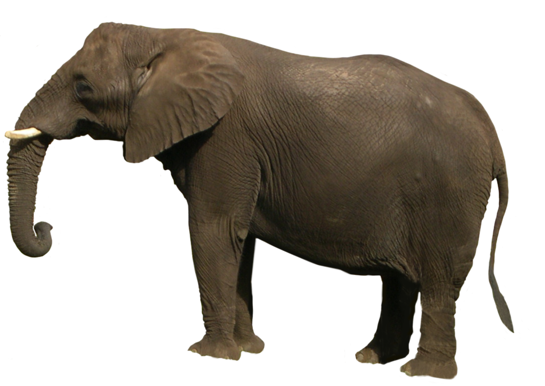 Elephant Transparent PNG Image