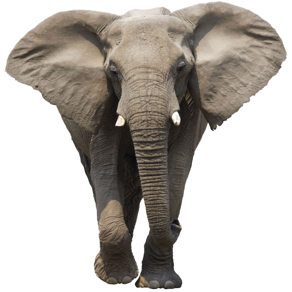 Elephant Transparent PNG Image