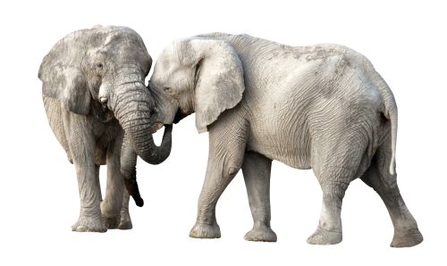 Elephant Transparent PNG Image