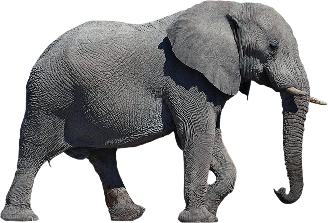 Elephant Background Transparent PNG Image