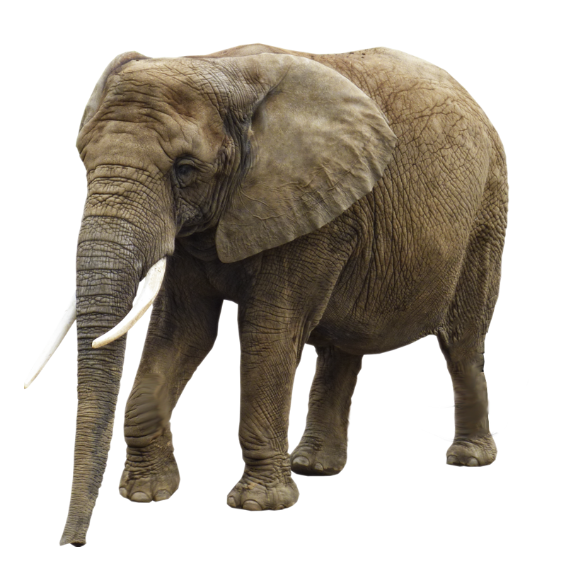 Elephant Transparent PNG Image