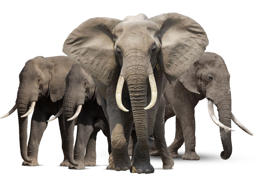 Elephant Transparent PNG Image
