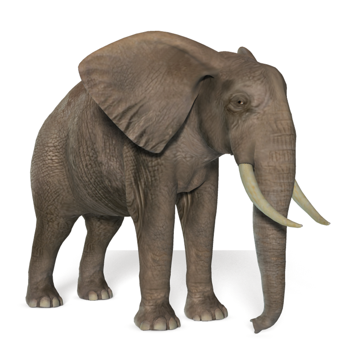 Elephant Transparent PNG Image