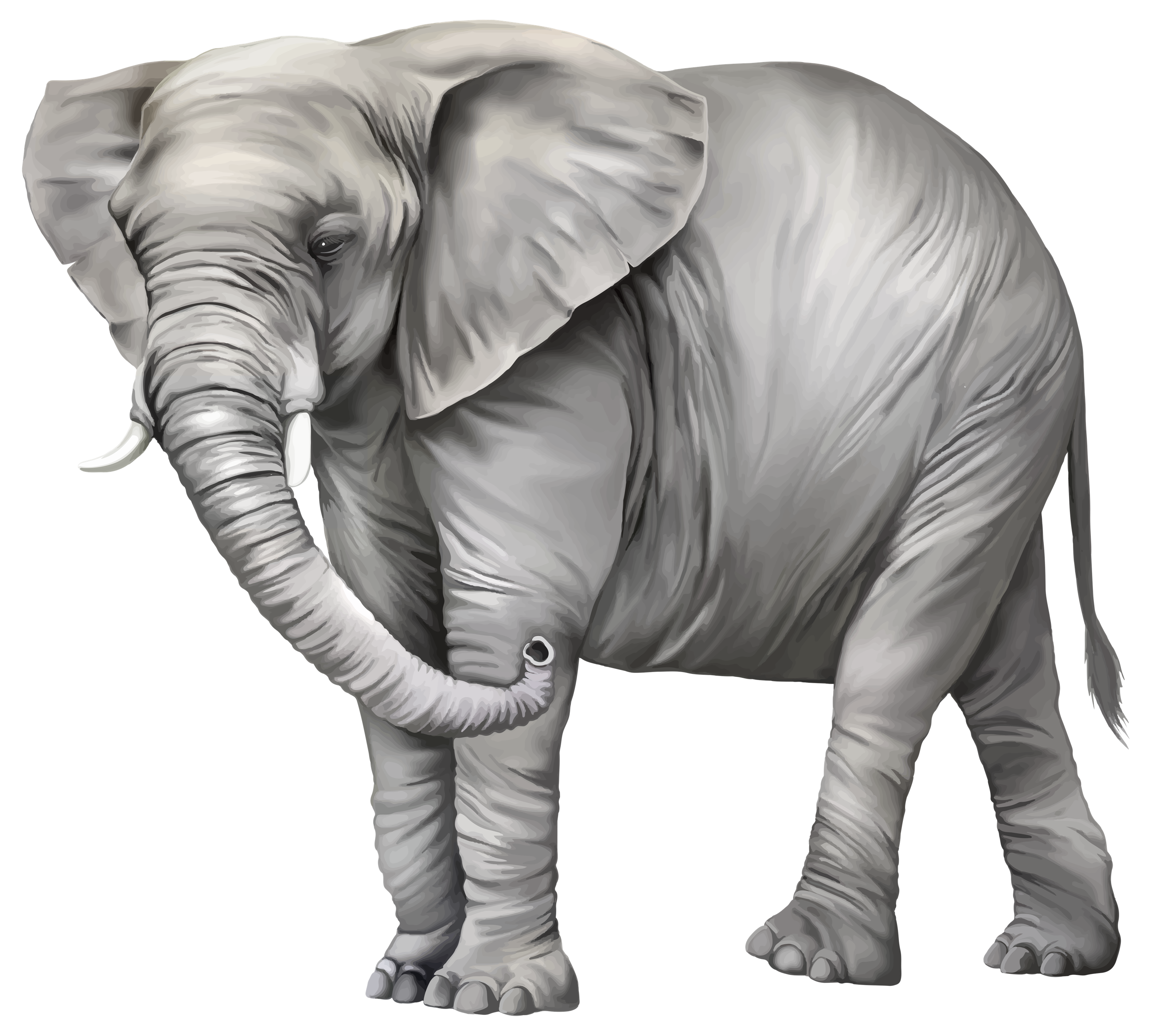 Elephant Transparent PNG Image