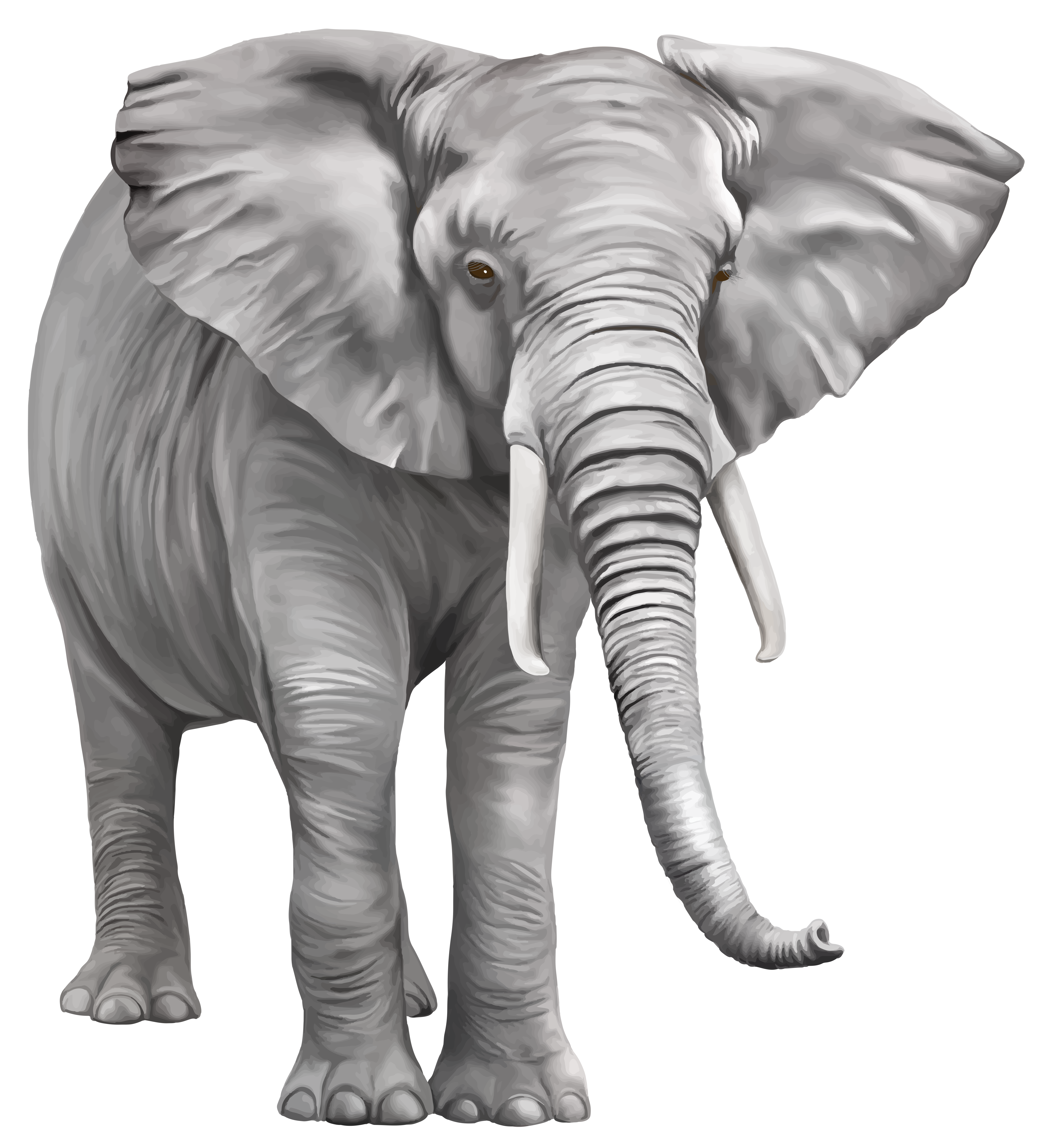 Elephant Transparent PNG Image
