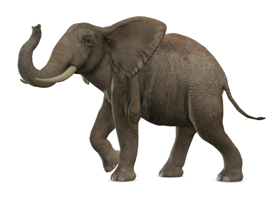 Elephant Transparent PNG Image