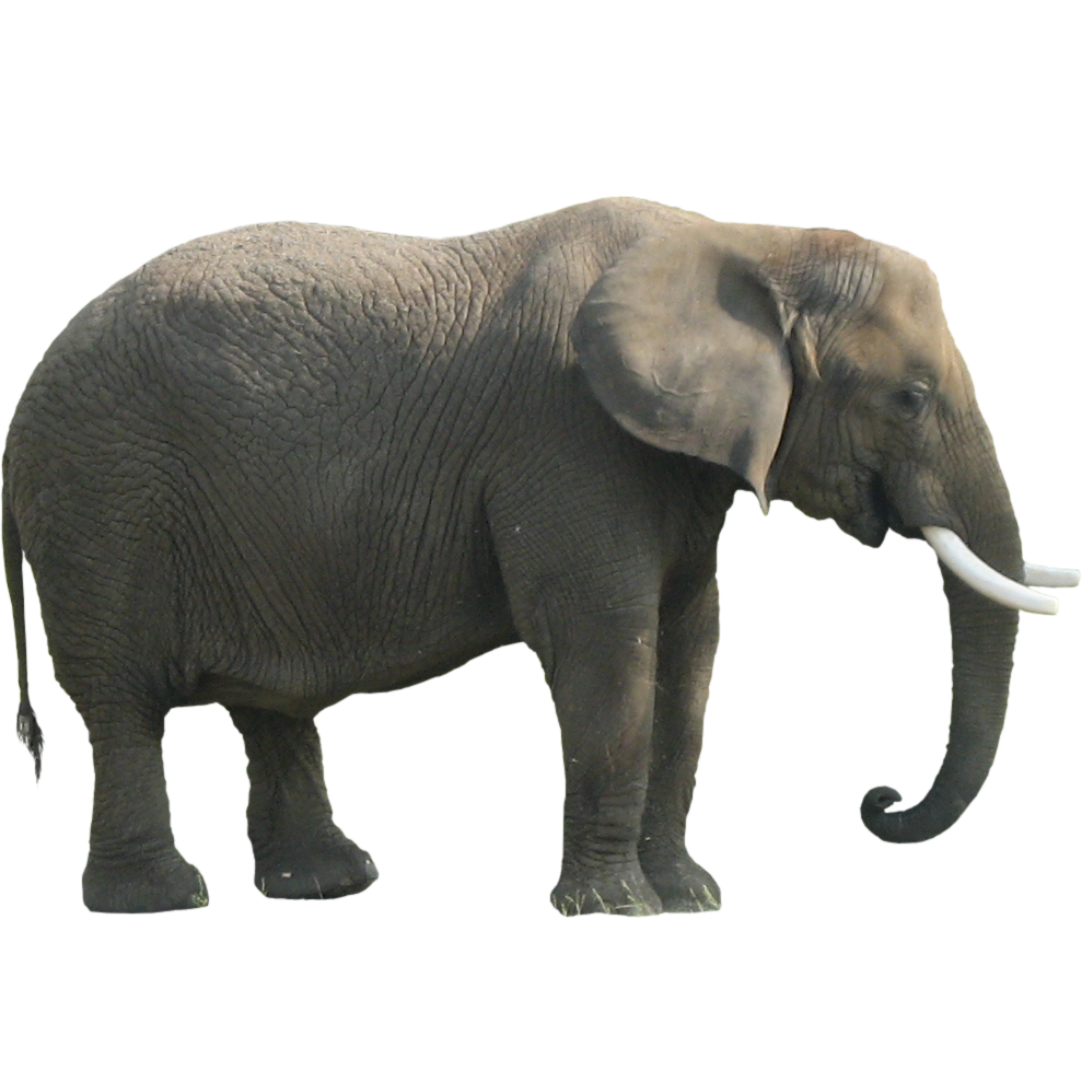 Elephant Transparent PNG Image
