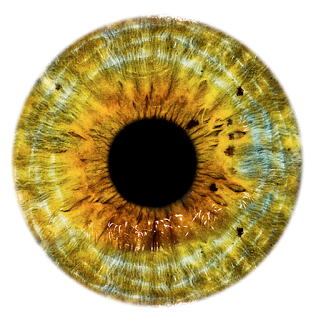 Eyes 4 Transparent PNG Image