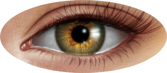 Human Eye Transparent PNG Image