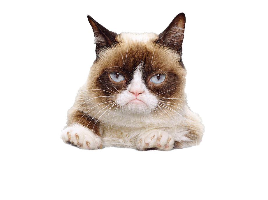 Grumpy Face Cat Transparent PNG Image