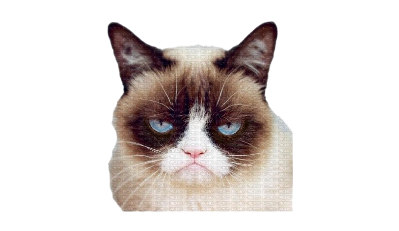 Grumpy Face Cat Transparent PNG Image