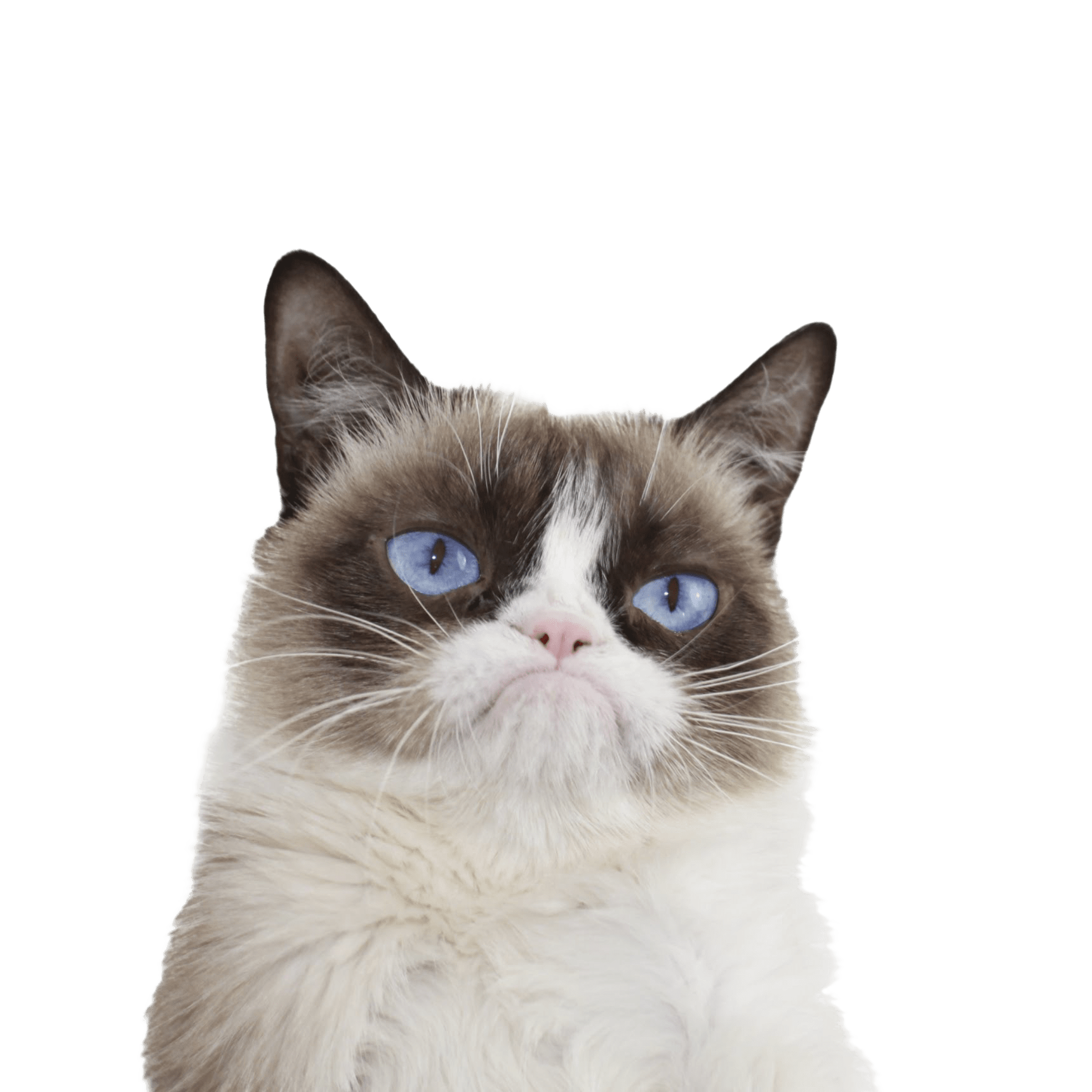 Grumpy Face Cat Transparent PNG Image