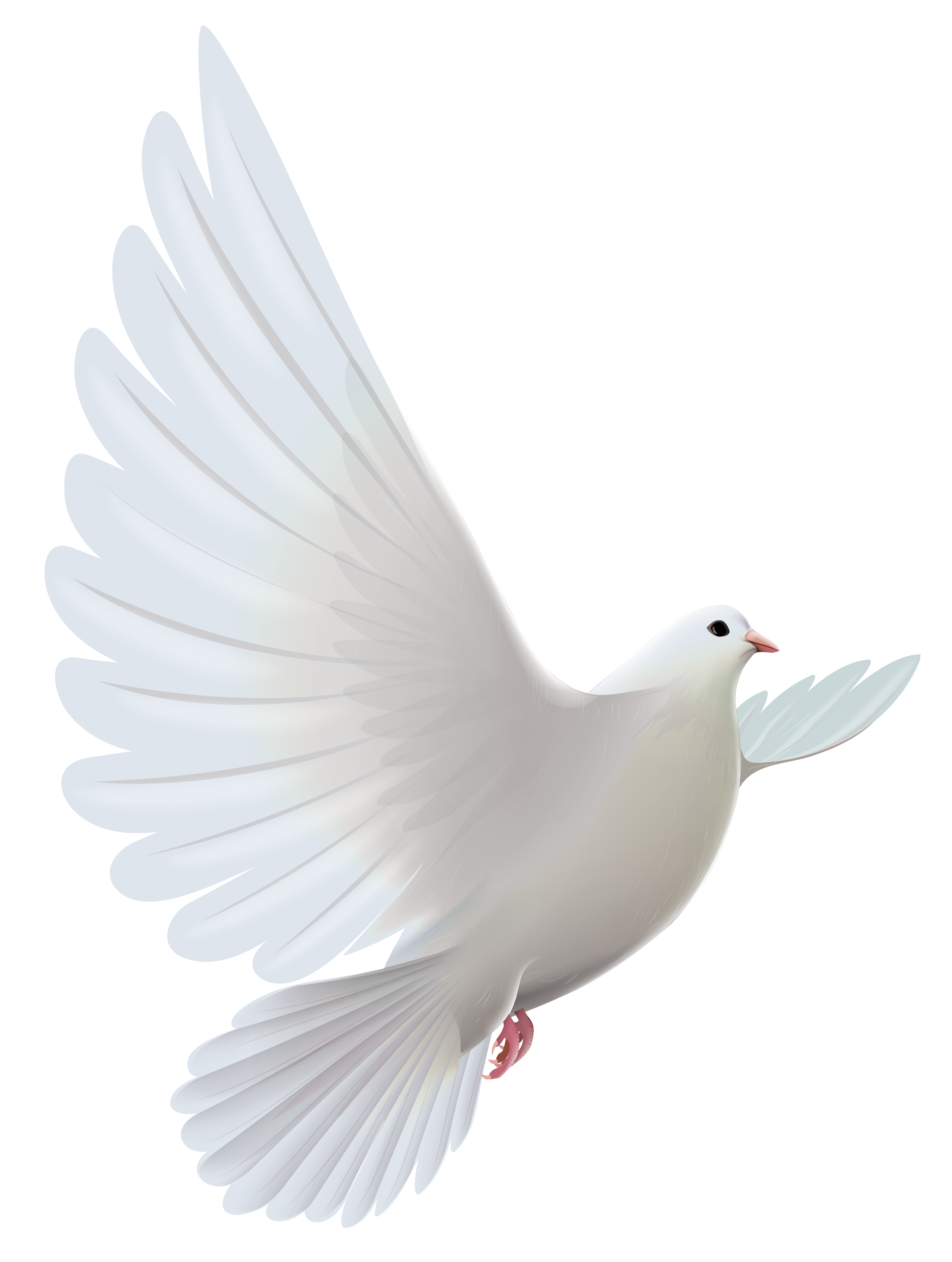 And Pigeons Prayer White Dove Bird Transparent PNG Image