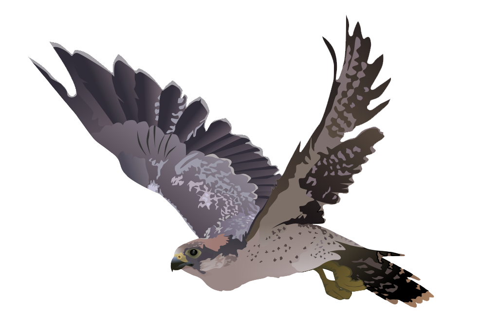 Falcon Transparent PNG Image