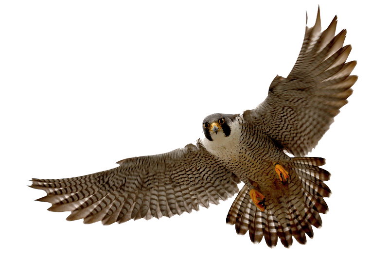 Falcon Transparent PNG Image