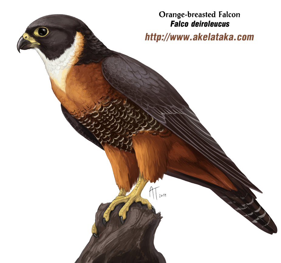 Falcon Transparent PNG Image