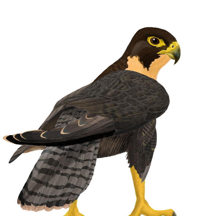 Falcon Transparent PNG Image