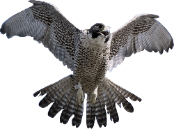 Falcon Transparent PNG Image