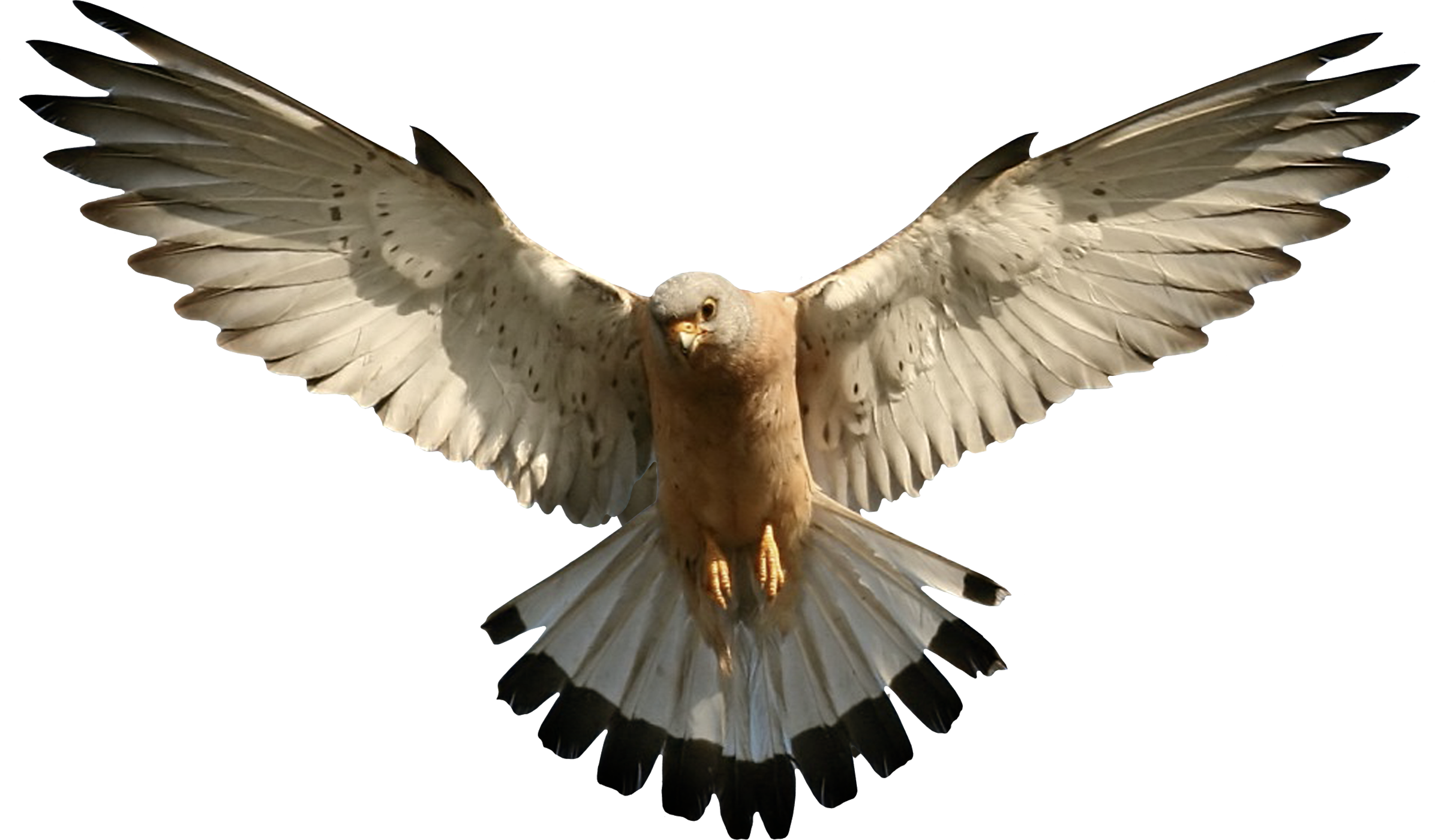 Falcon Transparent PNG Image