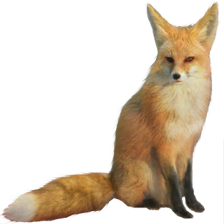 Fennec Fox Transparent PNG Image