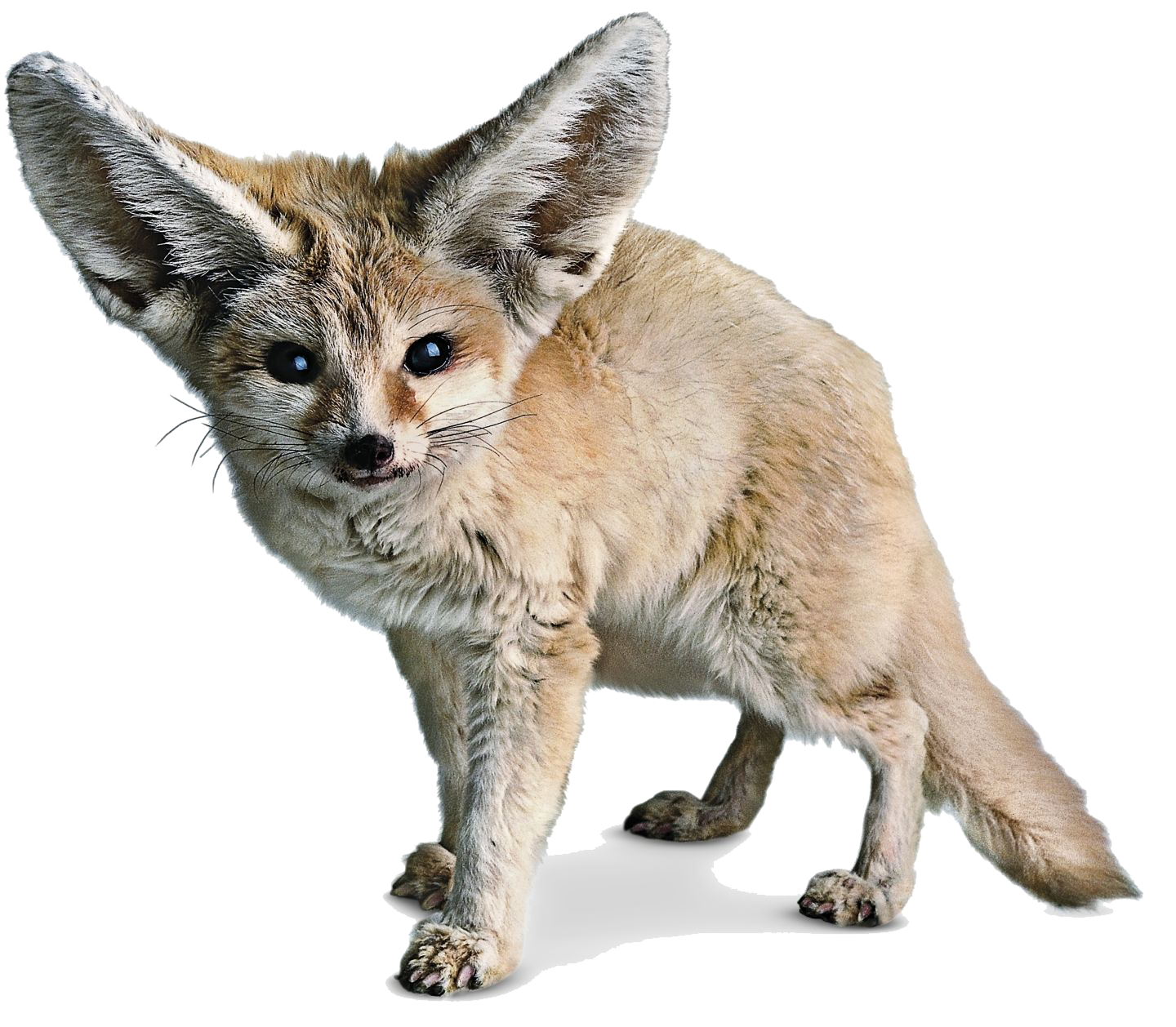 Fennec Fox Transparent PNG Image