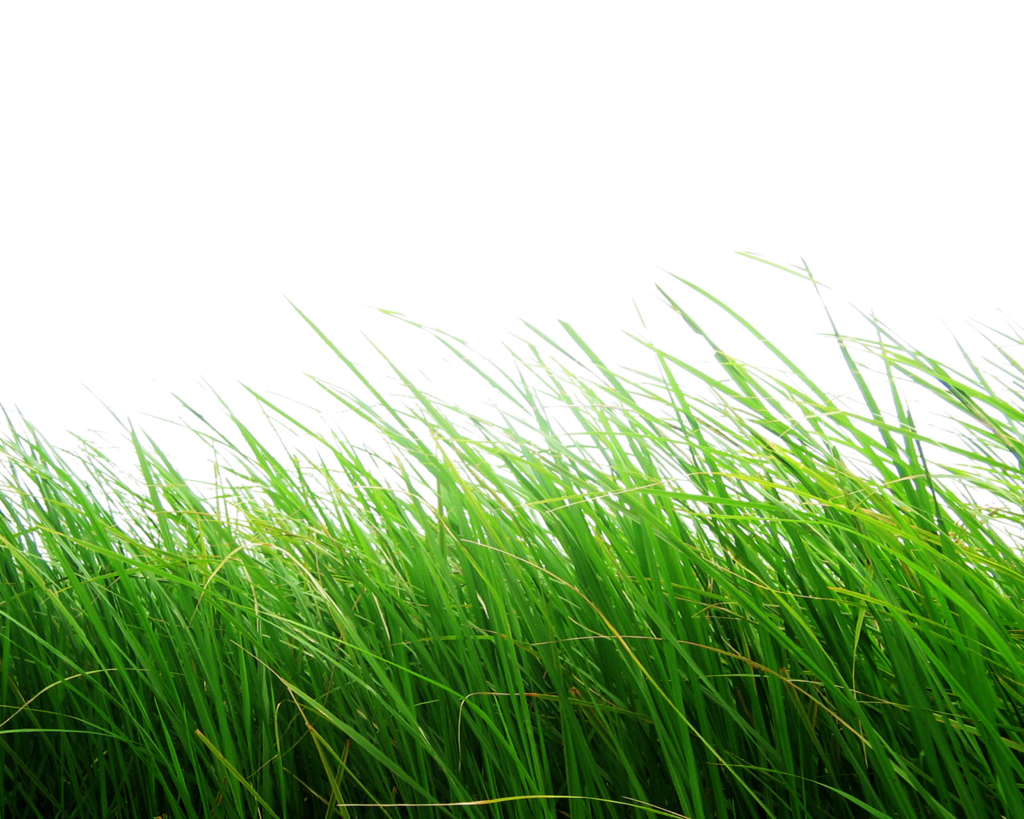 Field Grass Agriculture Transparent PNG Image