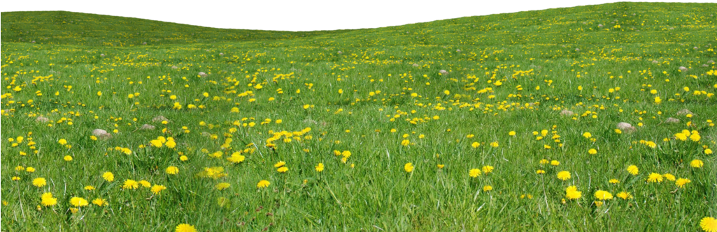 Field Grass Agriculture Transparent PNG Image