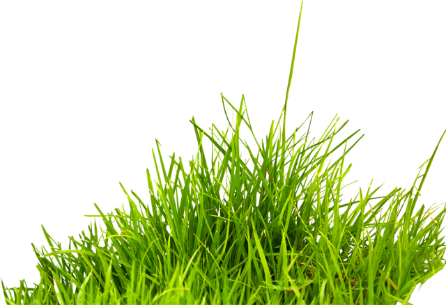Field Grass Agriculture Transparent PNG Image