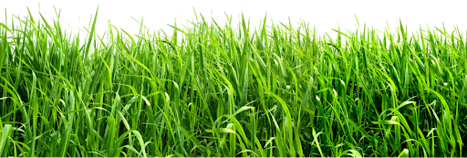 Field Green Transparent PNG Image