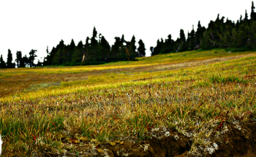 Field Grass Landscape Transparent PNG Image