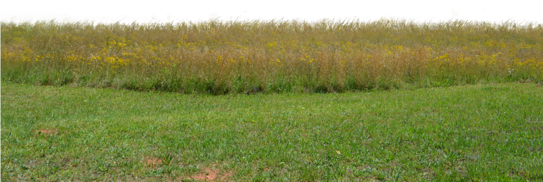 Field Grass Landscape Transparent PNG Image