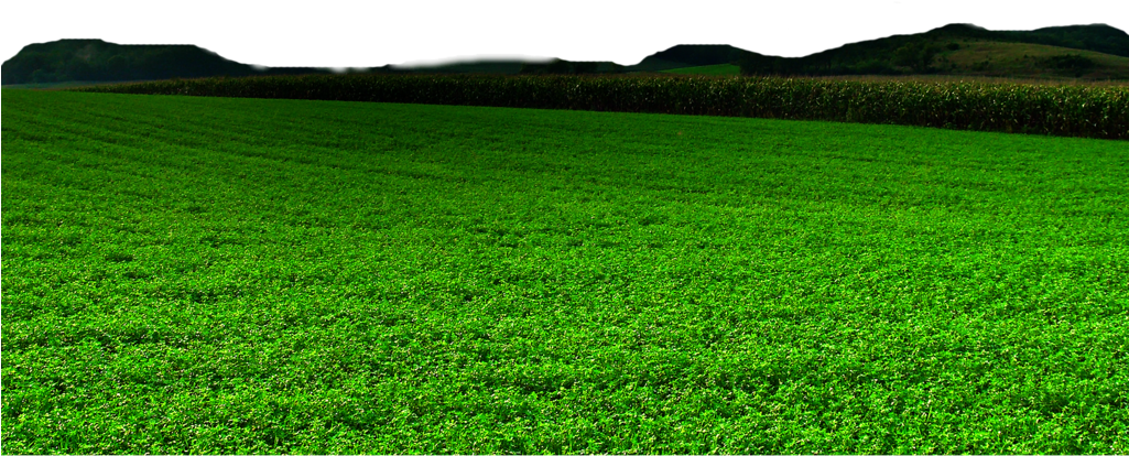 Field Grass Landscape Transparent PNG Image