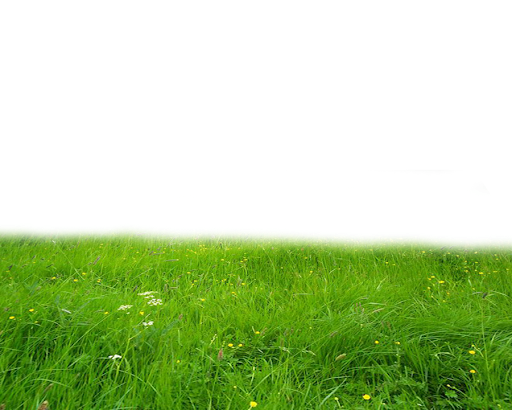 Summer Green Field Transparent PNG Image