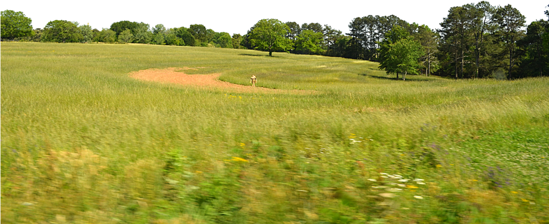 Field Grass Sunny Transparent PNG Image
