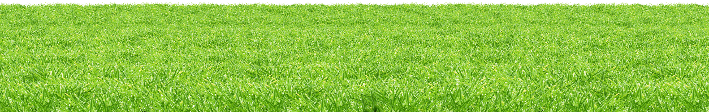Field Grass Sunny Transparent PNG Image