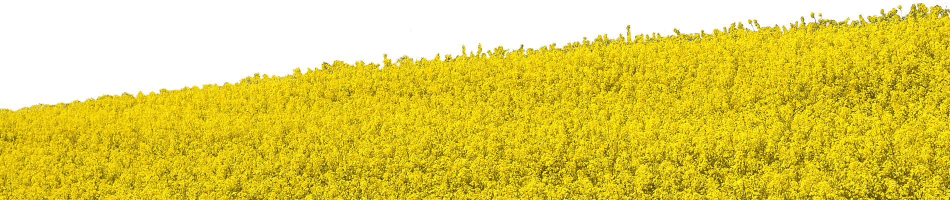 Field Transparent PNG Image