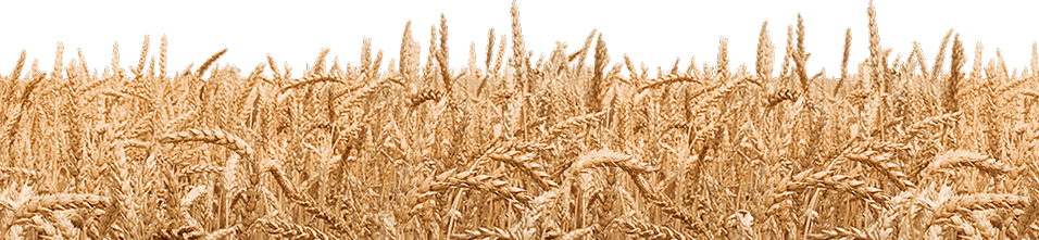 Field Transparent PNG Image