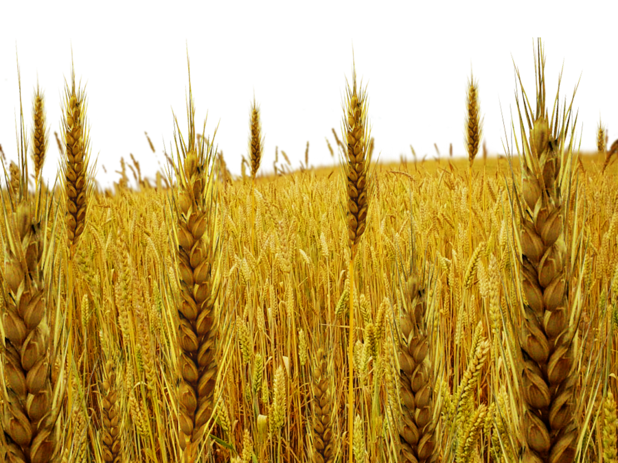 Field Transparent PNG Image