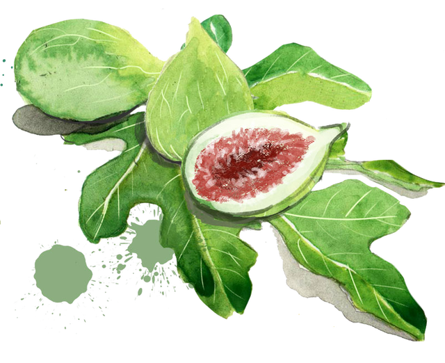 Cut Fig Half Transparent PNG Image