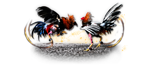 Hen Fight Transparent PNG Image