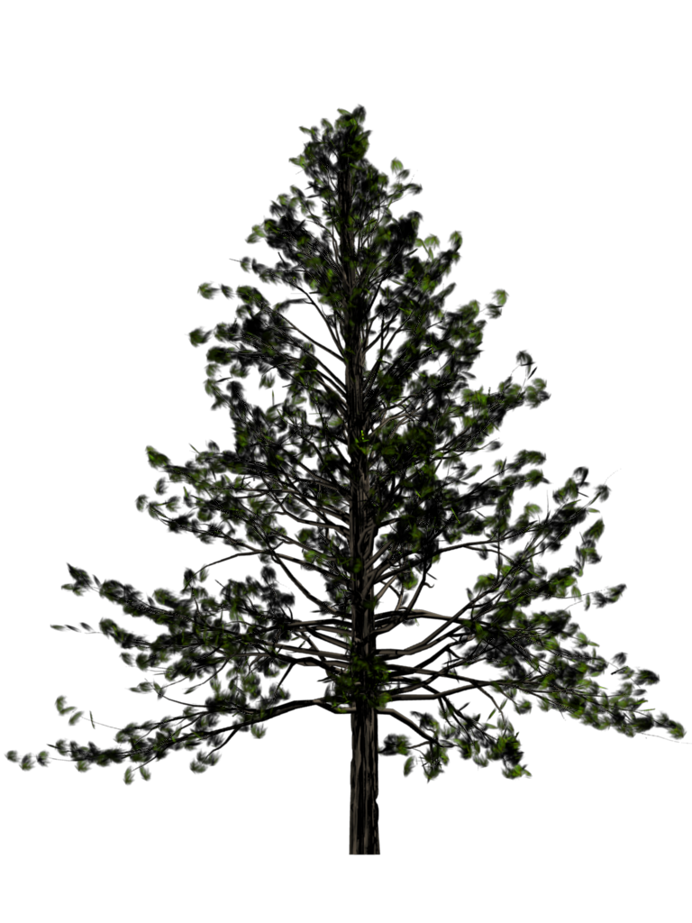Fir-Tree Transparent PNG Image