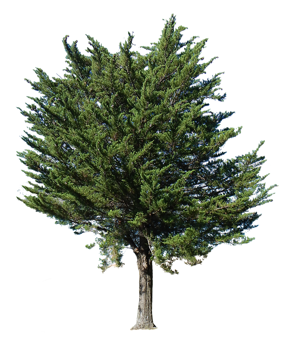 Fir-Tree Transparent PNG Image