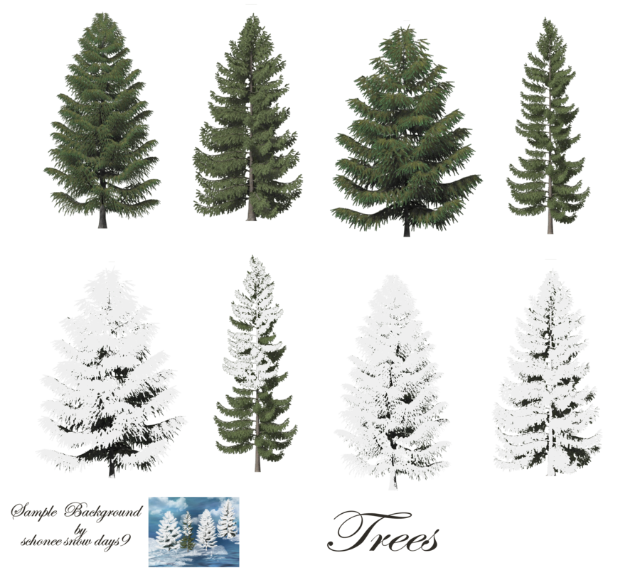 Fir-Tree Transparent PNG Image